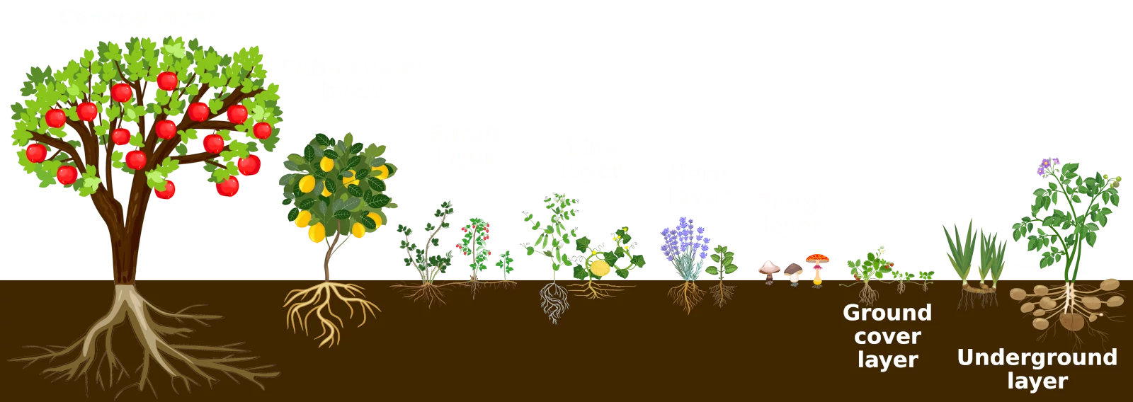 8 layers of edible perennials in food forest
