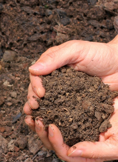 soil in food forest