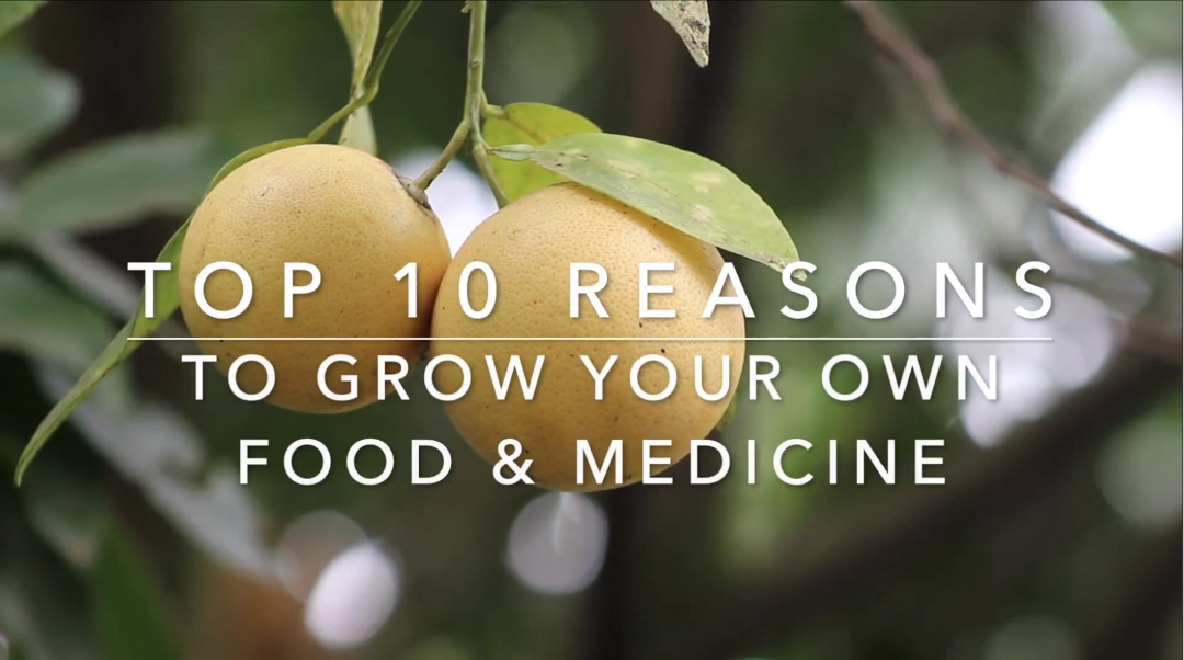10 Reasons to get your own food forest